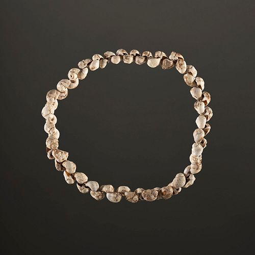 A Strand of 63 Shell Beads, 10-1/2 in.