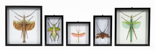 FIVE FRAMED INSECTS, SCIENTIFIC SPECIMENS