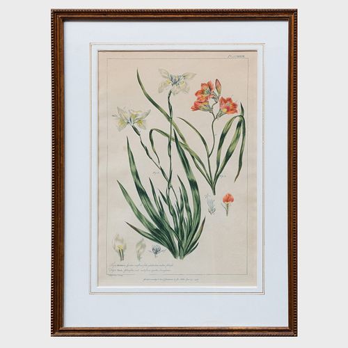Phillip Miller (1691-1771) after R. Lancake: Gladiolus; Amaryllis; Iris; Cypripedium; Dianthus; and Morea