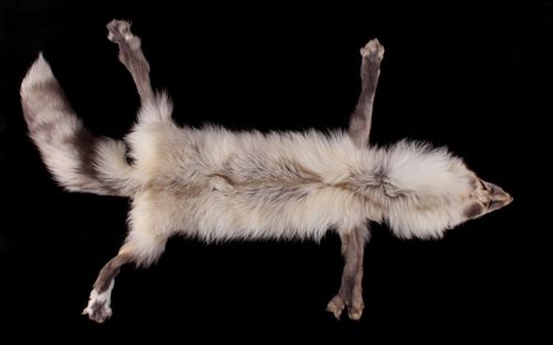 Silver Arctic Fox Taxidermy Hide