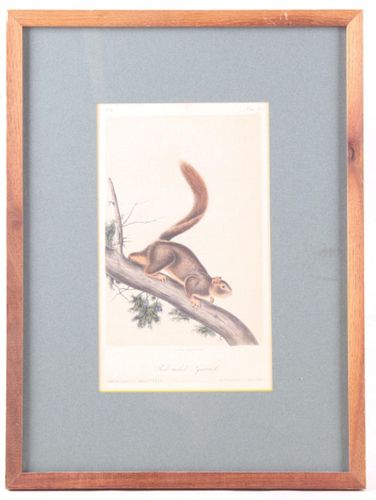 Bowen Lithograph Red Tailed Squirrel by Audubon