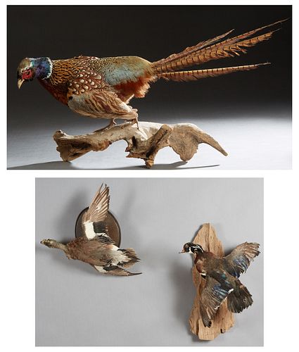 Three Taxidermied Birds, 20th c., consisting of a duck in flight, on an oval back plate; a Drake in flight, on a wooden branch; and a Ring Neck Pheasa