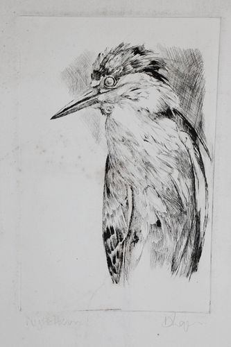 David Lazarus Etching "Night Heron"