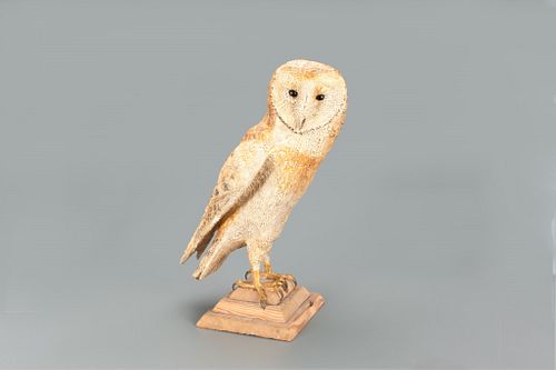 Barn Owl, Frank S. Finney (b. 1947)