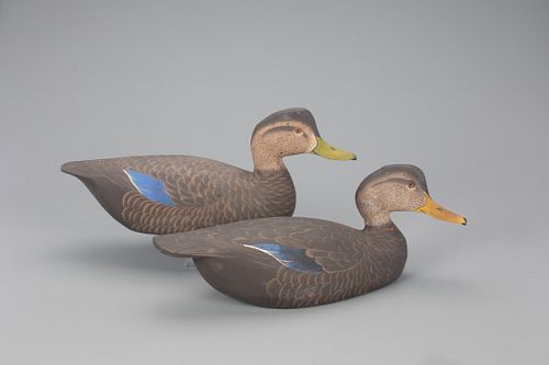 The Bishops Head Black Duck Pair, The Ward Brothers