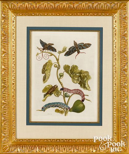 Maria Sibylla Merian plate 33, fig tree branch