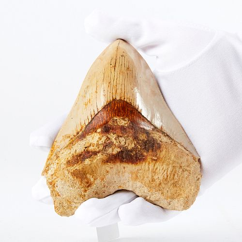 Large Red Megalodon Tooth Fossil