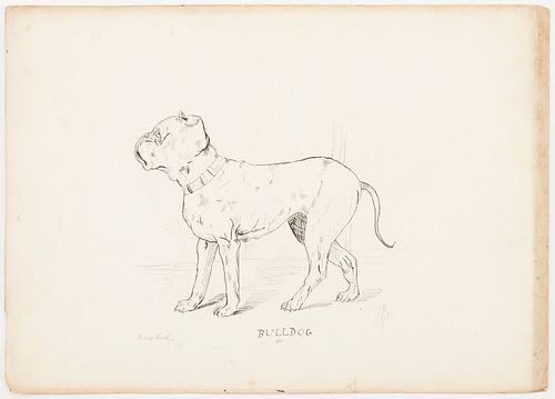 Duncan Grant "Bulldog" Ink & Graphite Drawing
