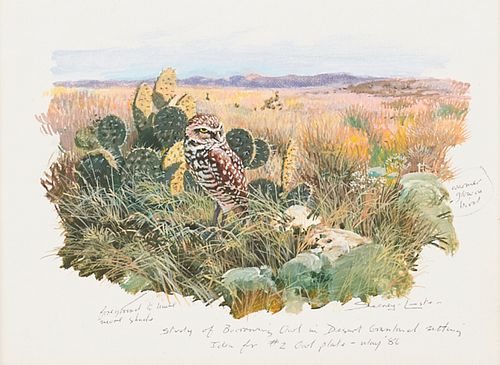 John Seerey-Lester "Study of Burrowing Owl" Oil on Board