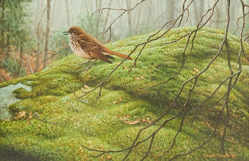 Claudio D'Angelo "Grive Solitaire Hermit Thrush" Oil on Board