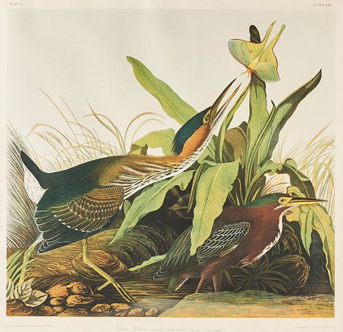 After Audubon "Green Heron" Bien Edition Chromolithograph 367