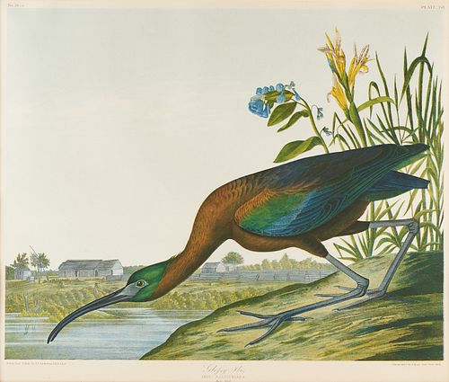 After Audubon "Glossy Ibis" Bien Chromolithograph Plate 358