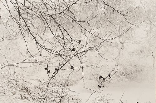 Esther Bubley "Birds in Snow Central Park" Photograph