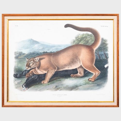 After John James Audubon (1785-1851): The Cougar, from Quadrupeds of North America