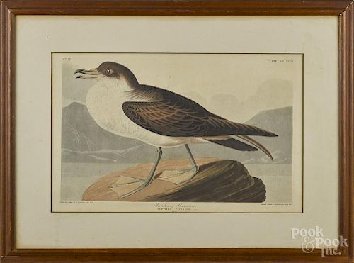 After John James Audubon, hand colored aquatint, titled Wandering Shearwater, printed 1835