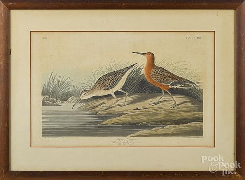 After John James Audubon, hand colored aquatint, titled Pygmy Curlew, printed 1835, by R. Havell
