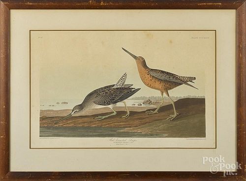 After John James Audubon, hand colored aquatint, titled Red-breasted Snipe, printed 1836