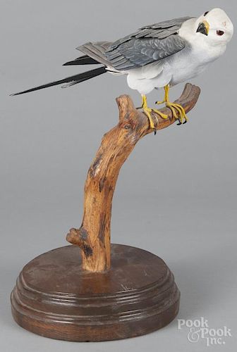 Carved and painted Peregrine Falcon, signed Bob Gittens and dated 1979, 16 1/2'' h.