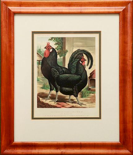 AFTER J.W. LUDLOW: LA FLECHE; AND WHITE-FACED BLACK SPANISH FROM CASSELLS POULTRY