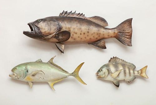 MISCELLANEOUS GROUP OF FISH TROPHIES