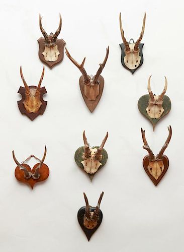 GROUP OF 14 SMALL ANTLER TROPHIES
