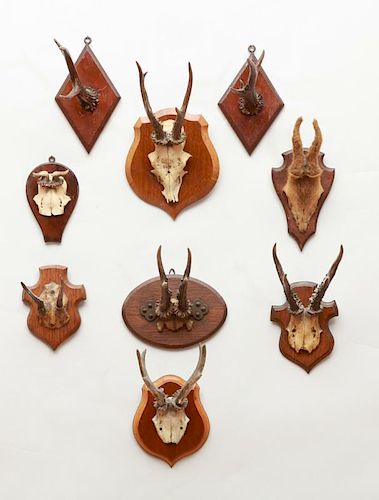 LARGE GROUP OF 29 ANTLER TROPHIES