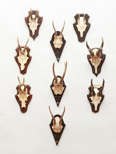 LARGE GROUP OF 25 ANTLER TROPHIES