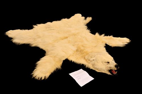 Excellent Alaska Polar Bear Taxidermy Hide Rug