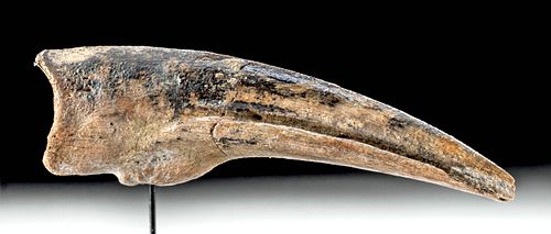 Rare Cretaceous Ornithomimus Dinosaur Claw