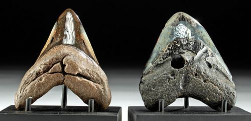 Two Fossilized Prehistoric Megalodon Teeth - Polished
