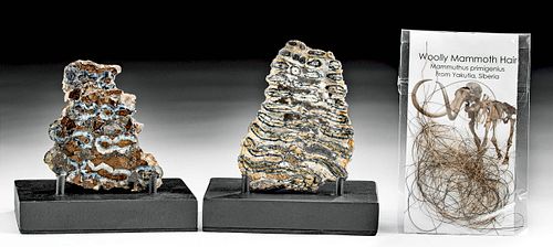 2 Fossilized Mammoth Tooth Sections +  Mammoth Fur