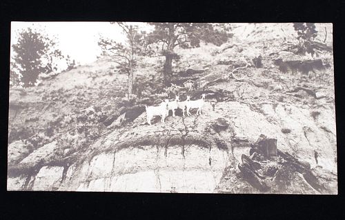 1910 L.A. Huffman Mountain Goat Collatype Photo