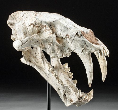 Rare Female Saber-tooth Machairodus Cat Skull