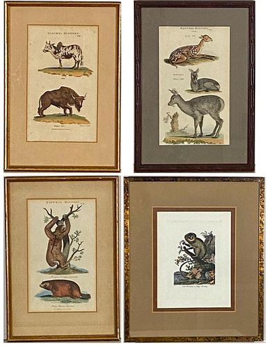 Four Assorted Natural History Prints