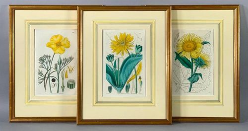 Three Hand Colored Botanical Prints, S.Curtis
