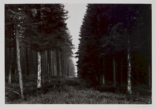 Paul Caponigro  'Forest'