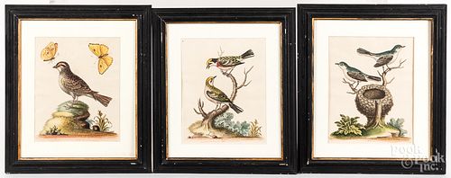Three George Edwards color bird engravings