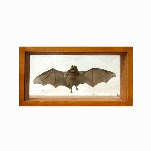 African Framed Bat
