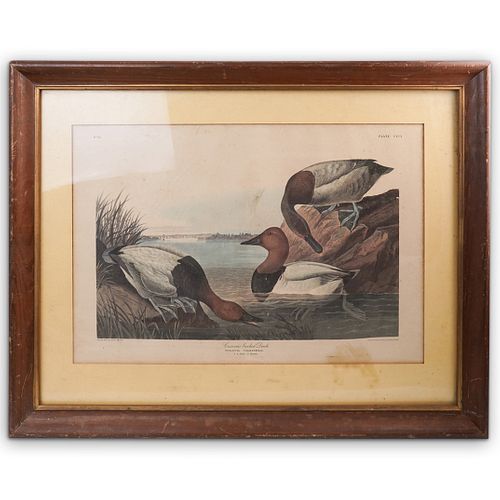 Audubon "Canvas Backed Duck" Engraving, CCC1, NO 61