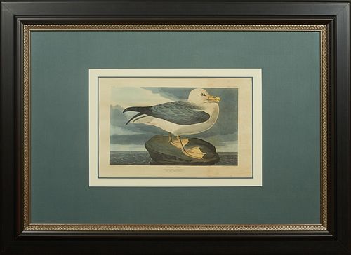 John James Audubon (1785-1851, Haitian/American), "Fulmar Petrel," No. 53, Plate 264, Amsterdam edition, presented in a black wood frame, H.- 13 1/2 i