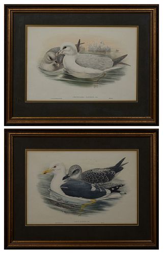 J. Gould (1804-1881, English) and H. C. Richter (1821-1902, English), "Larus Fuscus," and "Procelaria Gracialis," 20th c., pair of colored bird prints