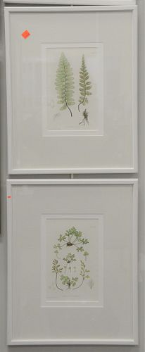 Six Piece Group of Bradbury & Evans Botanical Prints, from the folio "The Ferns of Great Britain and Ireland", each titled in plate in the lower margi