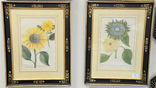 Set of Four Johann Wilhelm Weinmann (1683 - 1741) Botanical Hand Colored Engravings, of chrysanthemums, each matted in black and gilt frames, each sig