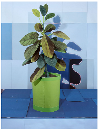 DANIEL GORDON, Plant Store/Avocado Plant (Plant #6)