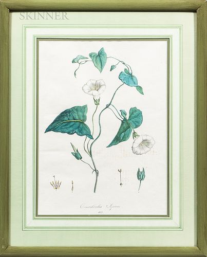Eight Framed Botanical Prints