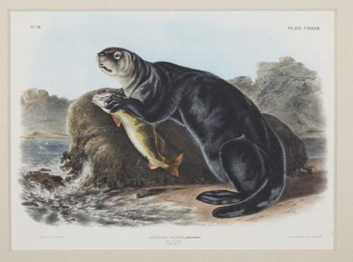 Audubon Imperial Viviparous Quadruped, Sea Otter