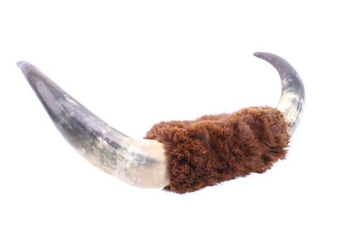 Early 1900's Beaver Wrapped Longhorn Steer Horns