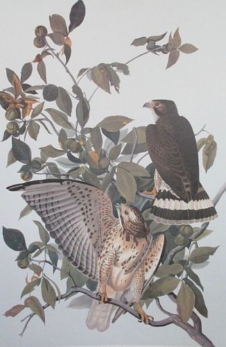 Audubon Broad Winged Hawk by Bernard Loates