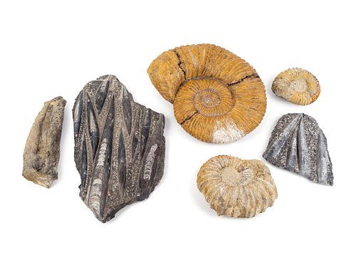 A Group of Fossils and Simulated Fossils