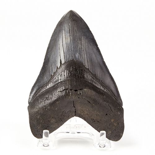 Megalodon Tooth North Carolina USA